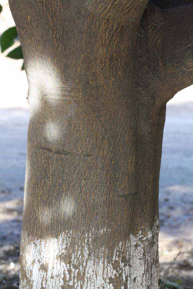              Bark (Riverside, CA)       